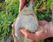  生大米钓鲫鱼综述