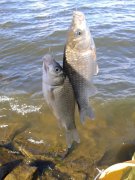 钓黑坑如何配底窝料和饵料