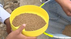 黑坑巧用麻团饵，奇效无比！看结果吓死人