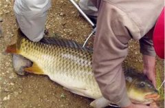 黑坑钓鲤最常见3个问题，过来看看解决方法！