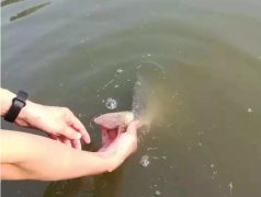 黑坑作钓，鱼不开口，怎么办？方法都在这呢