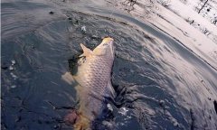 黑坑必备：这些黄金钓位别错过!