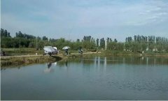 黑坑如何提高滑口鱼命中率呢？揭秘