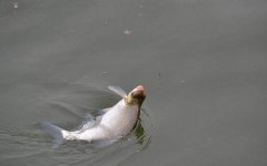 黑坑钓鲫鱼全攻略，大师级流泪分享。