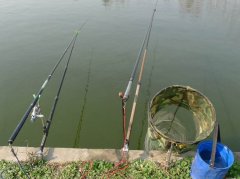 黑坑垂钓中，饵料如何使用至关重要！