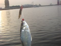 黑坑垂钓调漂动态调漂法！爆了