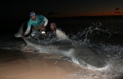 具备以下几个条件，黑坑小药能发挥出惊人的效