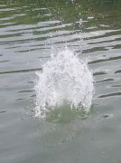 黑坑钓鱼，小药的搭配至关重要！