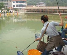 各类黑坑小药配方大全