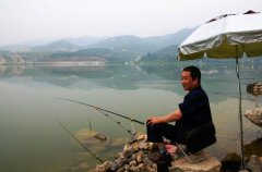 夏钓黑坑鲤鱼,如何偷驴?都在这呢