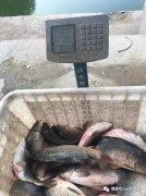 玩黑坑钓了一整天：偷驴+正钓108斤！