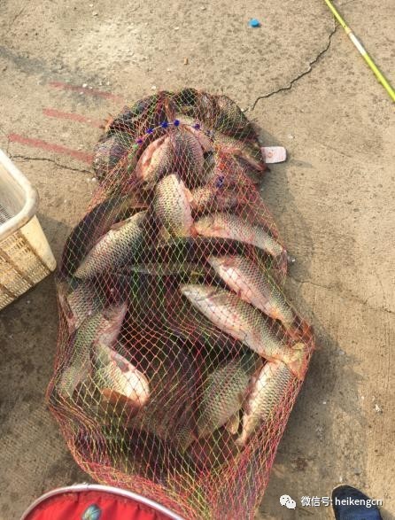 玩黑坑钓了一整天:偷驴+正钓108斤! 玩黑坑钓了一整天:偷驴+正钓108斤!