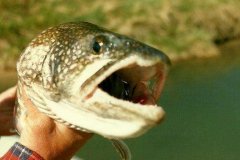 黑坑钓鱼遇到鱼儿停口千万别急