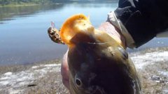 黑坑20年师傅分享提高渔获的秘诀