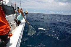 钓鱼黑坑饵料配方大全