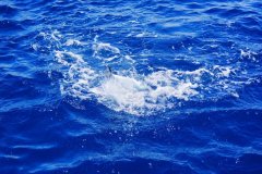 黑坑钓鲤鱼搞定猾鱼，饵料秘方