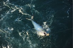 黑坑钓鲤鱼小药加饵料配方