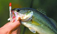 黑坑钓饵配方原则及如何配饵