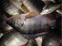 黑坑罗非鱼饵料配方大全与饵料配方