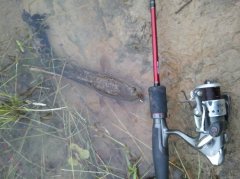 20年老师傅教你黑坑选位以及垂钓技巧解析