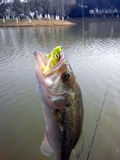 黑坑抢鱼和偷驴，开饵时这几点区别切记