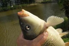 新手也能成坑冠，黑坑用饵的终极秘密曝光