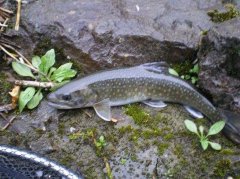 秋季黑坑钓鲤鱼的饵料配方