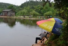 黑坑鱼塘三大关键掌握起来你就是坑