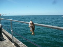 黑坑无情啊！但是为什么又让人爱的死去活来呢