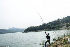 收费鱼塘黑坑钓鱼技巧和饵料