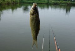 几十年老鸟给新手的钓鱼基本功建议