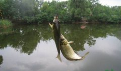 新手如何挑选手竿？避开这三大误区