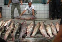 黑坑螺蛳钓大青鱼