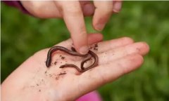 蚯蚓饵钓鱼如何钓才能多钓大鱼呢？