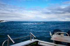 黑坑钓鲤鱼，做好这样的饵料和工作爆护上岸太