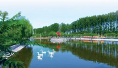 小药钓黑坑该怎么下药？