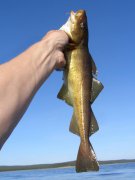 鲫鱼小药配方,玩爆黑坑野塘!