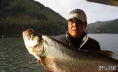 黑坑钓鲫鱼比较好用的窝料