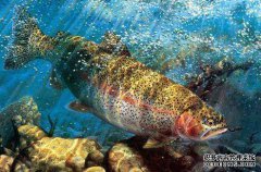 黑坑小药用什么好？怎么使用呢