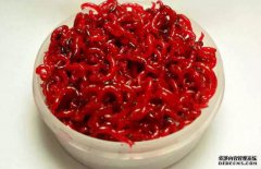 黑坑为什么不让用红虫？老司机这样说