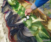 什么样的小药钓黑坑效果最好？