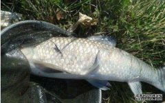 刺激鱼的嗅觉与味觉以及神经的黑坑小药