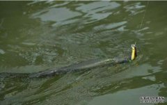 新手入门路亚该怎么玩技巧？