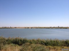 怎样用好钓鱼小药钓黑坑？