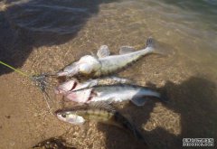 黑坑钓鲤鱼，自制饵料也能爆护