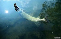 黑坑爆护需要注意这些