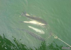 清哥教你黑坑怎么开“最对路”饵料！