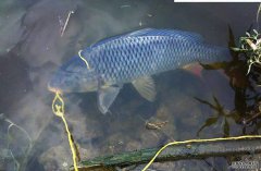 有浆层的黑坑该怎么调钓？