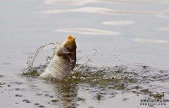 黑坑小药偏方？