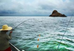 黑坑刷锅老滑鱼怎么钓